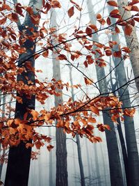 Low angle view of leaves on tree