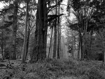 Full frame shot of trees in forest