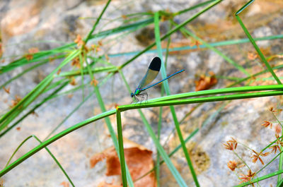 Damselfly on plant