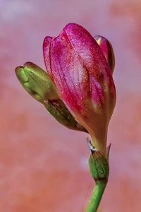 Close-up of wet pink flower bud