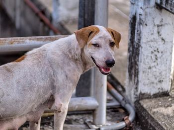 Portrait of a dog looking away