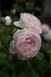 Close-up of pink rose blooming outdoors