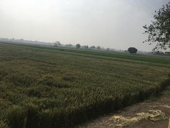 Scenic view of field against sky