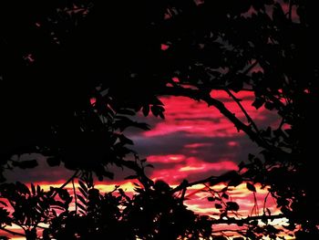 Low angle view of silhouette trees against sky at night