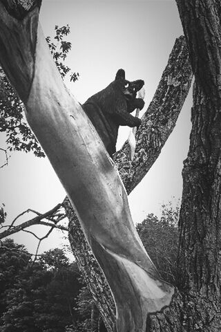 tree, tree trunk, day, outdoors, low angle view, branch, nature, sculpture, animal themes, statue, no people, animals in the wild, mammal, sky