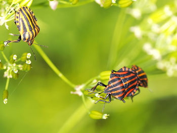 Close-up of butterfly on leaf