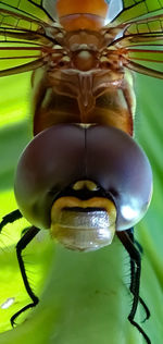 Close-up of insect on plant