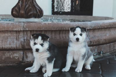 Portrait of dogs sitting outdoors