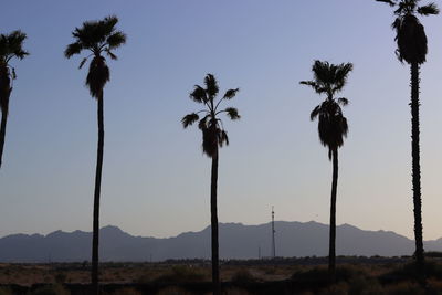 Low angle view of coconut palm trees against sky