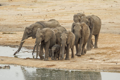 Elephants on field