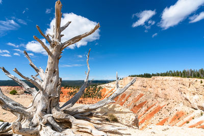 Bare tree on landscape against sky