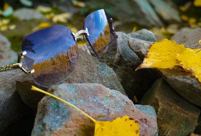 Close-up of autumn leaves on rock