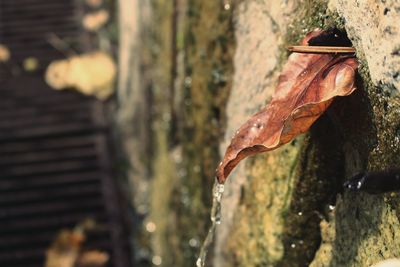 Close-up of plant against blurred background