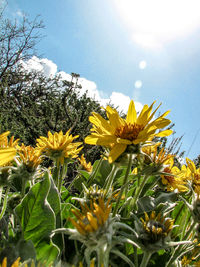 Low angle view of yellow flowers blooming against sky