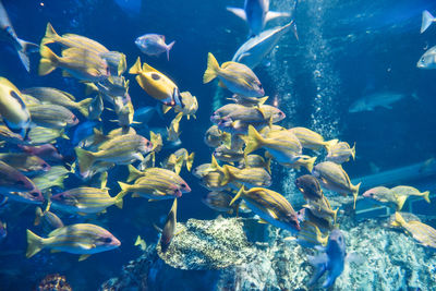 Fish swimming in sea