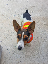 High angle portrait of dog on street