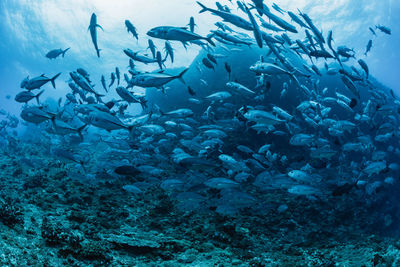 Fish swimming in sea