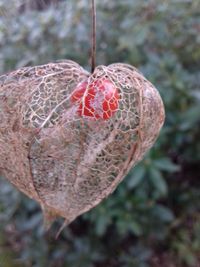 Close-up of plant