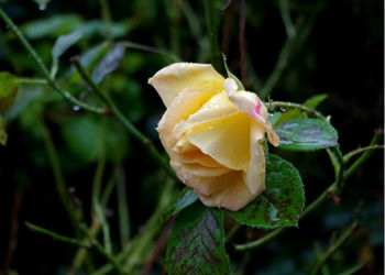 Close-up of wet yellow flower blooming outdoors