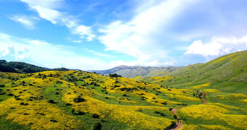 Scenic view of field against sky