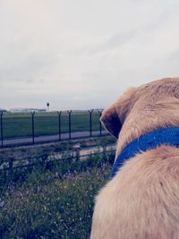 Close-up of horse on field against sky