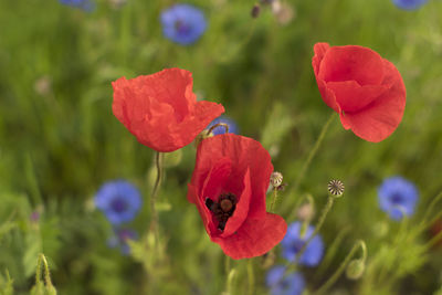 Close-up of red poppy growing on plant