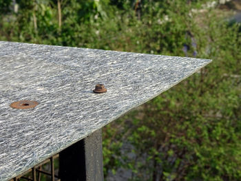 Close-up of lizard