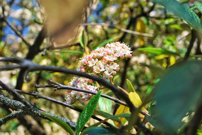 Close-up of flowering plant