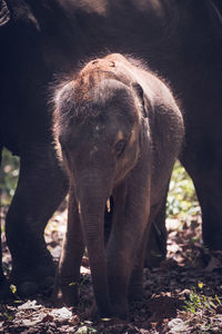 View of elephant in forest