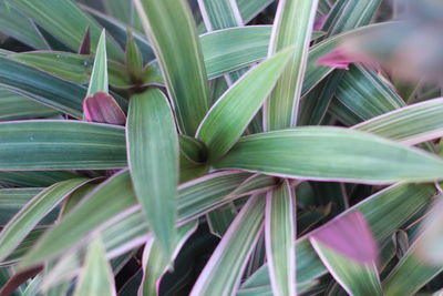 Full frame shot of leaves