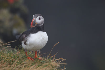 Close-up of bird perching outdoors