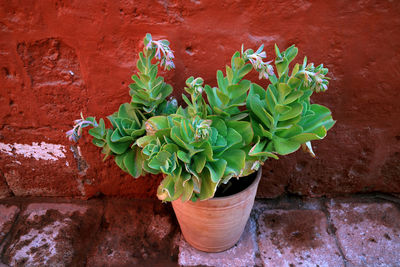 Close-up of potted plant against wall