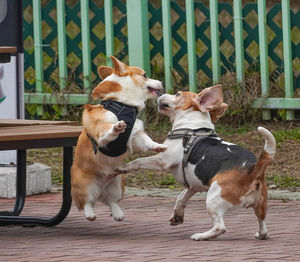 View of dogs playing on fence