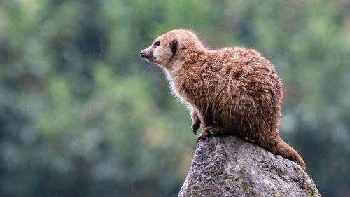 Side view of an animal on rock