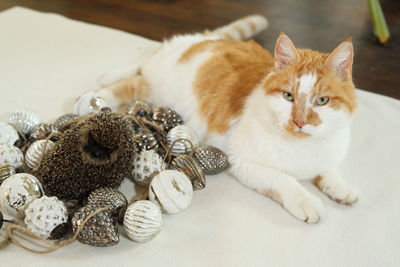 Cute hedgehog inbetween christmas decoration together with a ginger cat season's greetings