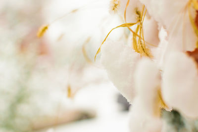 Close-up of white flowering plant