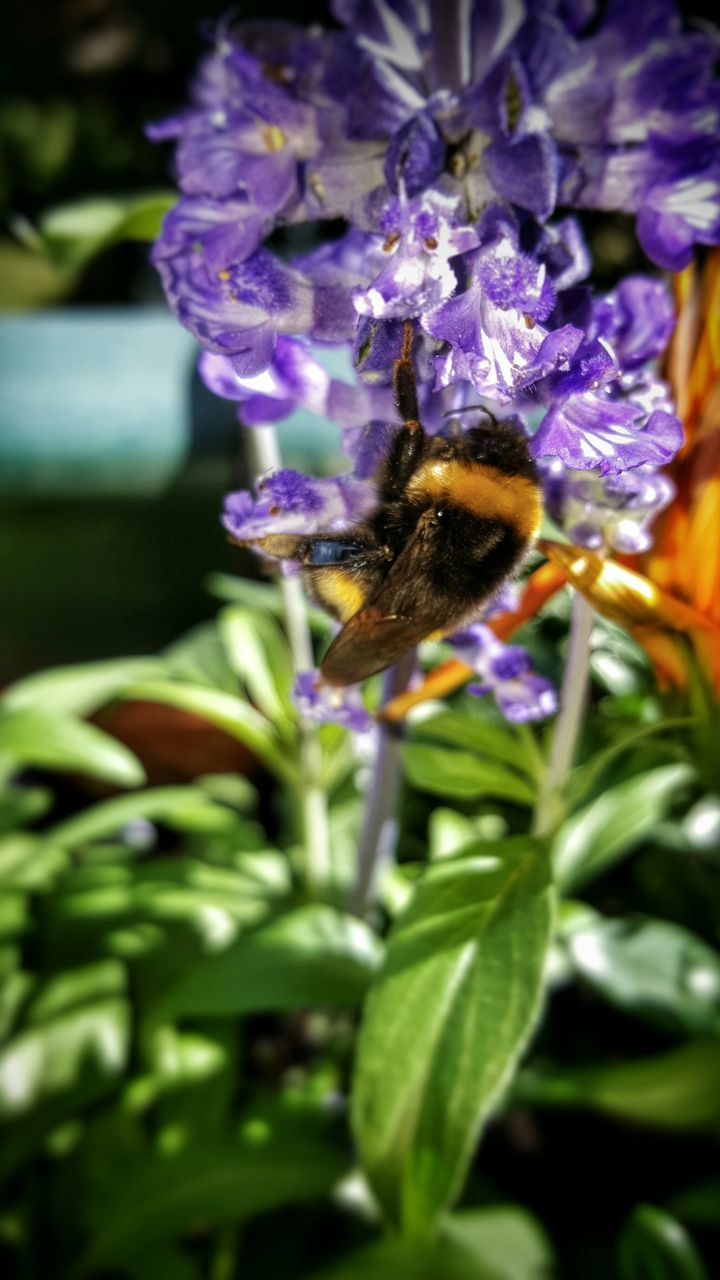 insect, one animal, animal themes, flower, animals in the wild, wildlife, pollination, fragility, purple, bee, freshness, petal, close-up, growth, beauty in nature, symbiotic relationship, flower head, focus on foreground, nature, plant