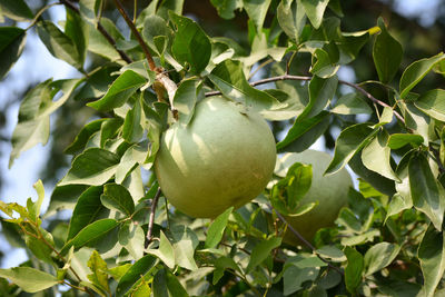 Aegle marmelos or indian bael fruit on the tree