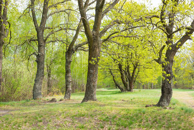 Trees in forest