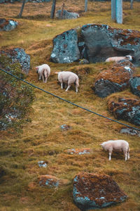 Sheep grazing in a dog