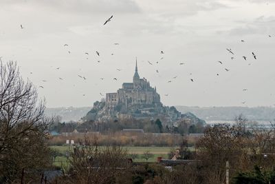 Birds flying over the city