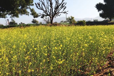 Scenic view of oilseed rape field against sky