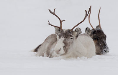 Deer lying down on snow