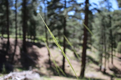 Close-up of bamboo tree in forest