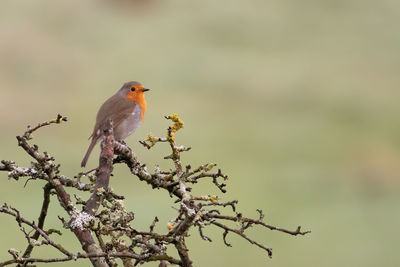 Bird perching on a branch