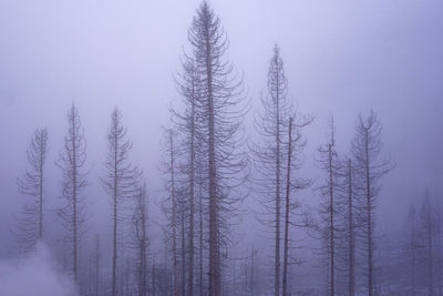 Low angle view of trees in forest during winter