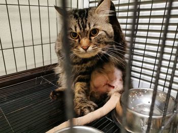 Portrait of kitten in cage