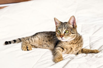 Cute tabby cat lying down on white blanket on the bed. funny home pet. 