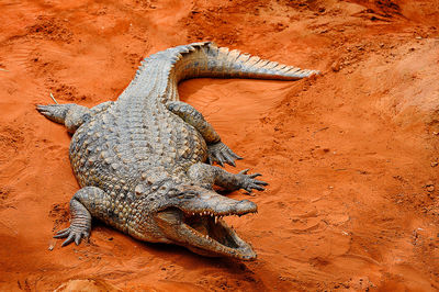 High angle view of crocodile on sand