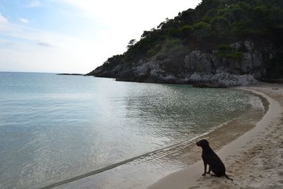 Dog on beach by sea against sky